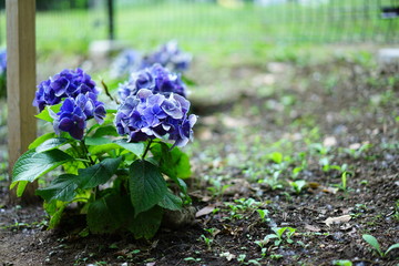 公園の紫陽花