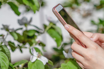 Girl's hands with a phone is taking a picture of a flower of quince. Closeup, selective focus