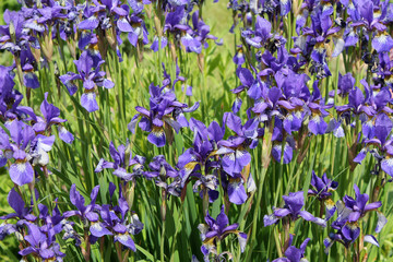 Large group of flowering Siberian irises