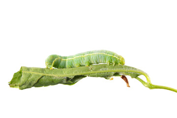Green caterpillar of Orthosia incerta on leaf isolated on white background