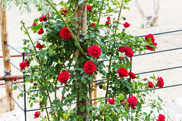 rose bush with red flowers in Cappadocia in spring