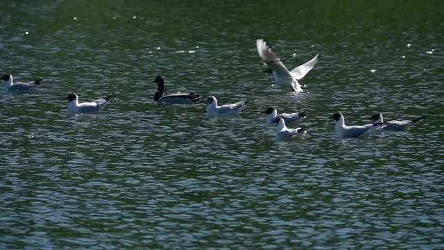 Some gulls and a duck on water surface with ripple. Two gulls one by one are flying up and away in slow motion. High speed camera shooting.