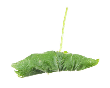 Green leaf of nettle, rolled in tubule by caterpillar of Pleuroptya ruralis isolated on white background