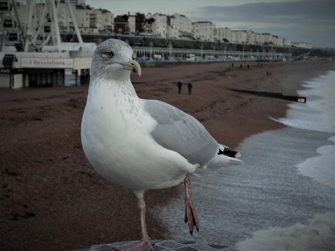 Seagull in Brighton, UK