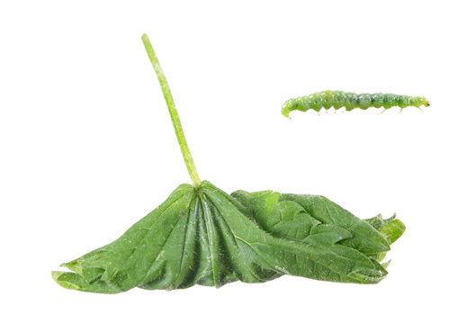 Green leaf of nettle, rolled in tubule and caterpillar of Pleuroptya ruralis isolated on white background