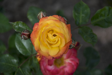 orange rose in close up