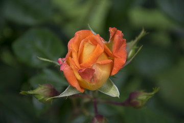 Fototapeta premium orange rose in close up
