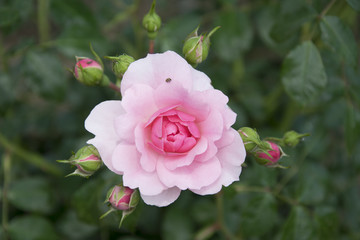 pink rose in close up