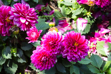Fototapeta premium pink dahlia flowers on green bush in garden
