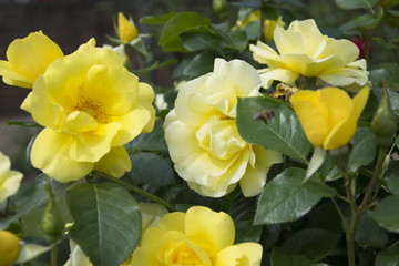 yellow rose in close up
