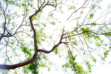 tree with sky