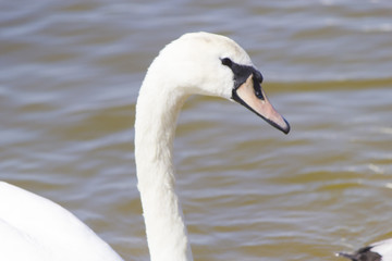 Swans on the lake