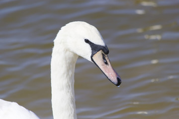 Fototapeta premium Swans on the lake