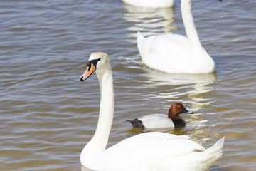 Swans on the lake