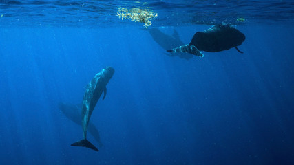 Pod of Pilot Whales in Dominica, Caribbean Island Nation