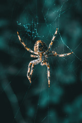 Closeup of a spider in its web