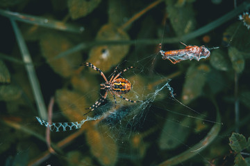 Web spider eating its food