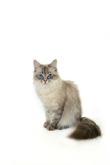 Siberian Neva Masquerade Cat Portrait in White Background