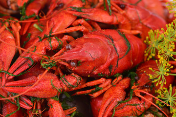 Fresh crayfish