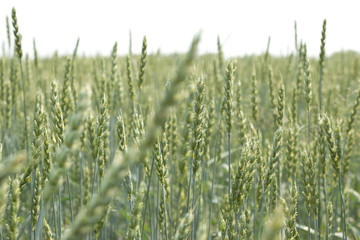 Wheat field