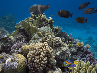 Coral colony and coral fish © vlad61_61
