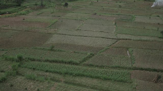 Maize Fields