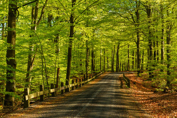 Old country road with stone and wood railings going through a fresh green beech forest. Morning...