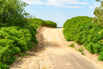 Fototapeta na wymiar Narrow country road through overgrown sand dunes. Location Angelholm in Sweden.
