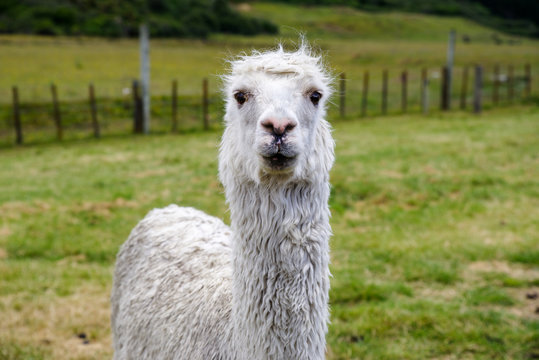 Front face of alpaca at farm.