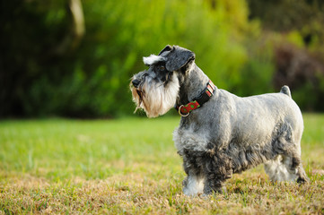 Miniature Schnauzer dog outdoor portrait standing in grass