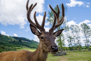 Deer with rich horns.