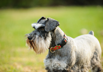 Miniature Schnauzer dog outdoor portrait in grass