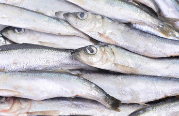 Fish sprat