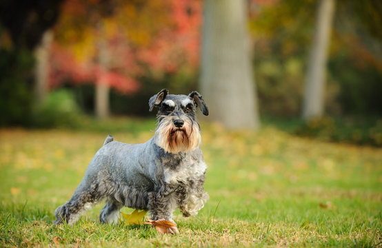 Miniature Schnauzer dog outdoor portrait standing in grass
