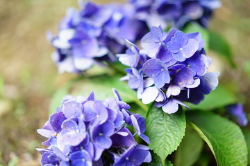 公園の紫陽花
