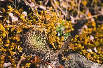 Beautiful cluster of picturesque prickly succulents among stones close-up. Rocky survivable all-season plants in macro photography. Mountain cacti in wild nature.