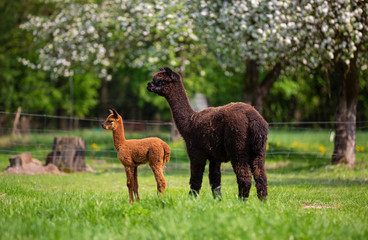 Alpacas with offspring, a South American mammal - 206577067