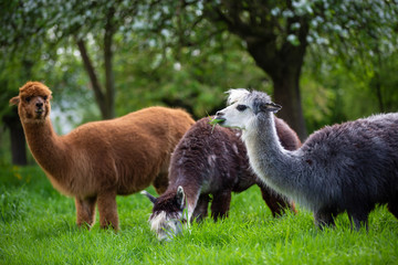 Fototapeta premium Alpacas while eating grass, South American mammals