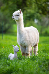 White Alpaca with offspring, South American mammal - 206577072