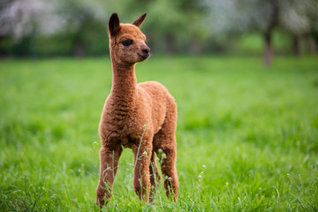 Portrait of a young Alpaca, a South American mammal