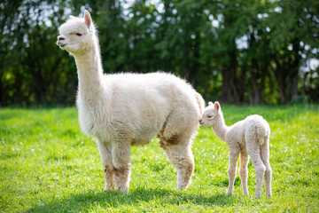 White Alpaca with offspring, South American mammal - 206577089