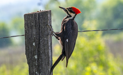 Full View of Pileated Woodpecker on Fencepost - obrazy, fototapety, plakaty