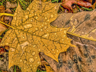 Autumn leaves in forest