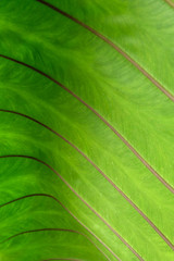 green leave close up