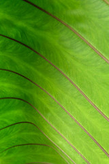 green leave close up