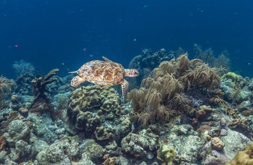 Fototapeta na wymiar green sea turtle,Chelonia mydas