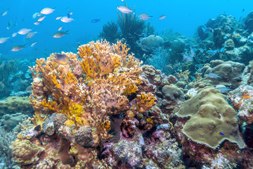 Plakat Caribbean coral reef