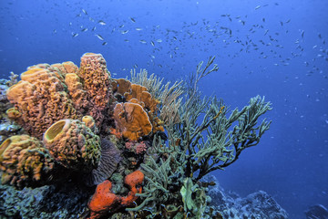 Caribbean coral reef
