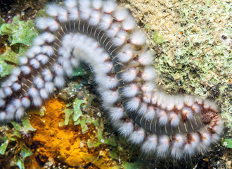 bearded fireworm, Hermodice carunculata