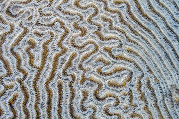  large-grooved brain coral